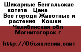 Шикарные Бенгальские котята › Цена ­ 25 000 - Все города Животные и растения » Кошки   . Челябинская обл.,Магнитогорск г.